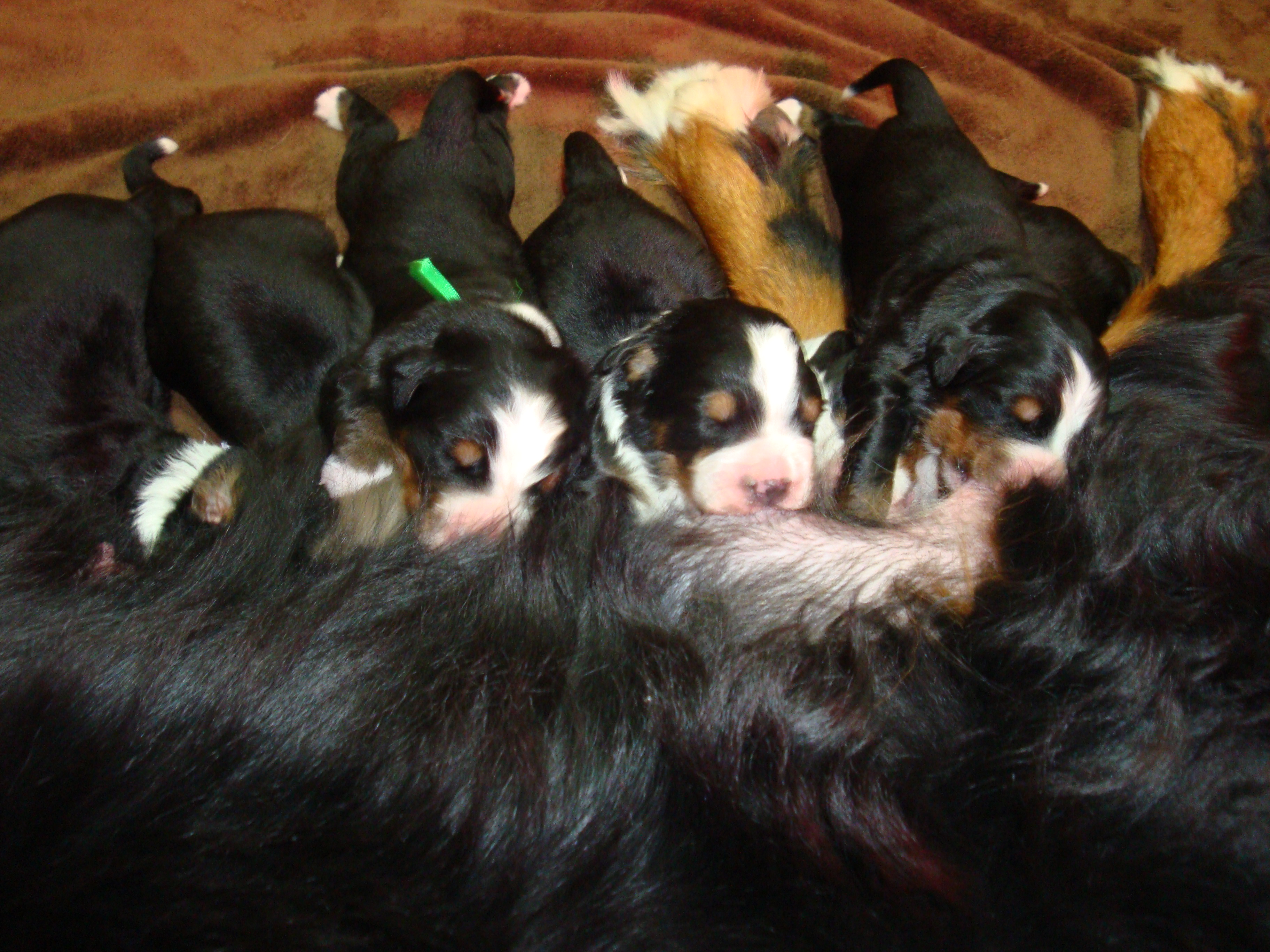 Feeding time :) Feeding time :)